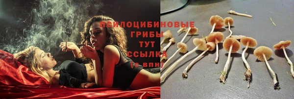 индика Аркадак